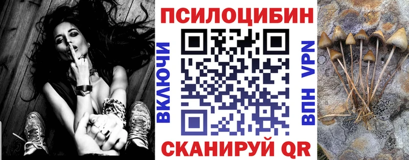 закладки  Сосновый Бор  Галлюциногенные грибы Cubensis 